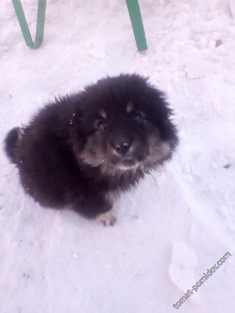 Яшка ,мой новый пес.