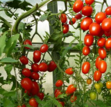 Seed packet for Sprut Slivka F1 (Octopus Plum F1)
