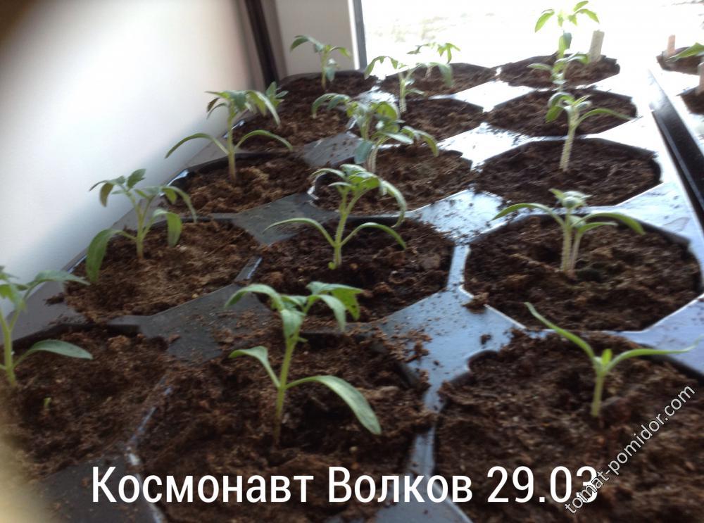 Космонавт Волков