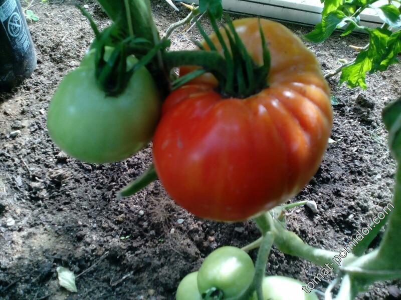 tomaty