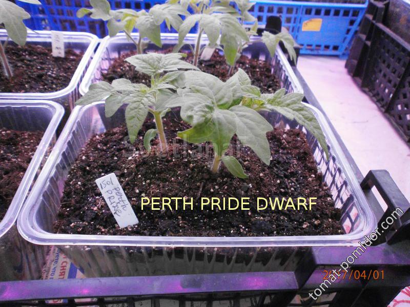 PERTH PRIDE DWARF