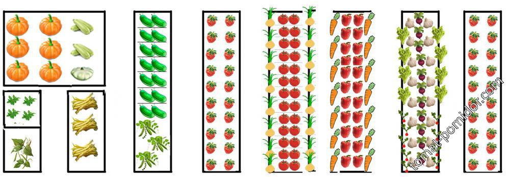 грядки 2017