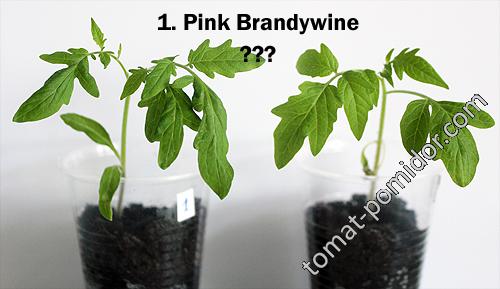 Типа Pink Brandywine