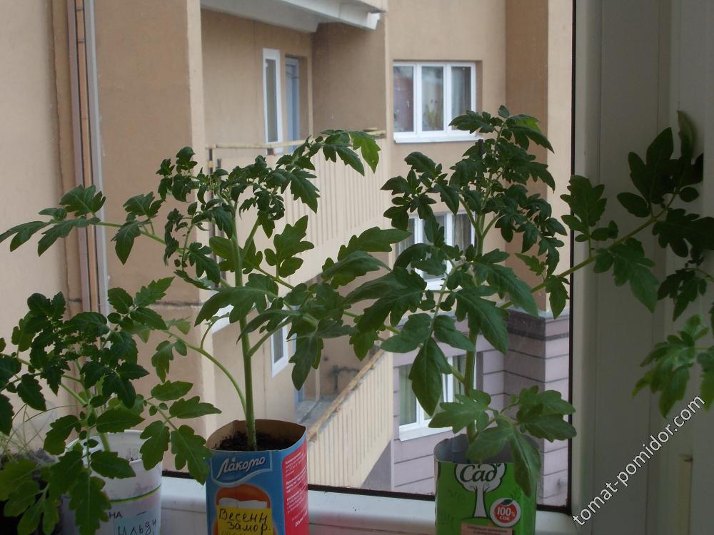 весенние заморозки