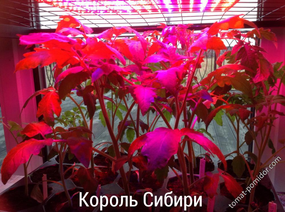 Король Сибири