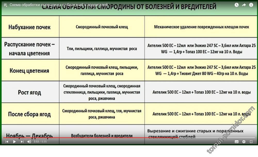 Чем обработать кусты смородины от болезней