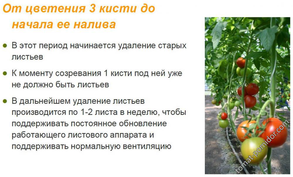 Рекомендации Syngenta