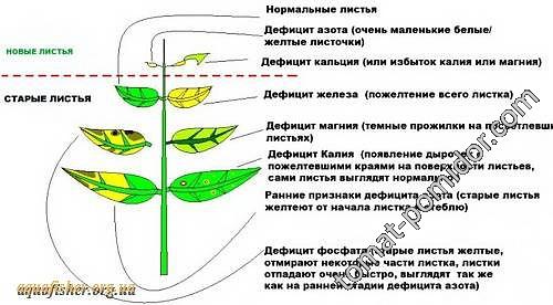 чего не хватает томатам