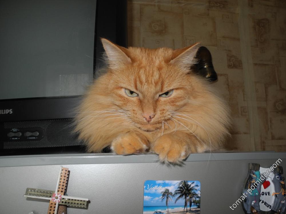 Носик для поцелуев:)