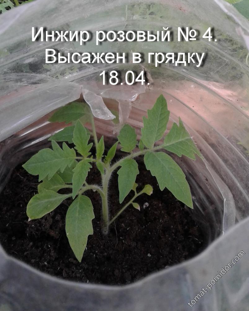 Инжир розовый.