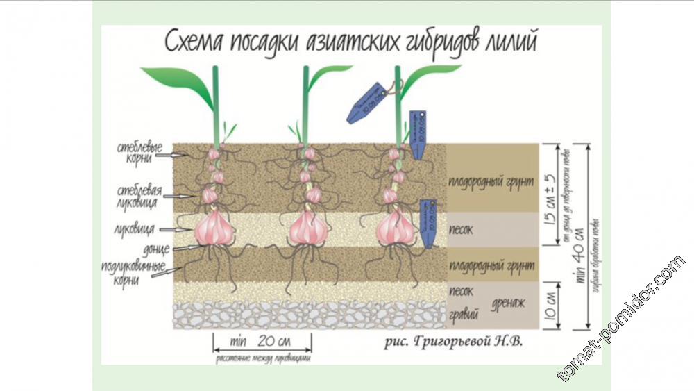Посадка лилий