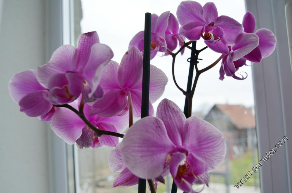 Цветет орхидея
