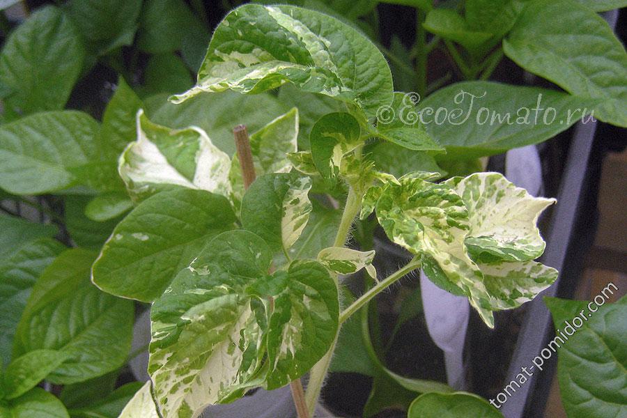 27.04.Variegated Poteto Leaf