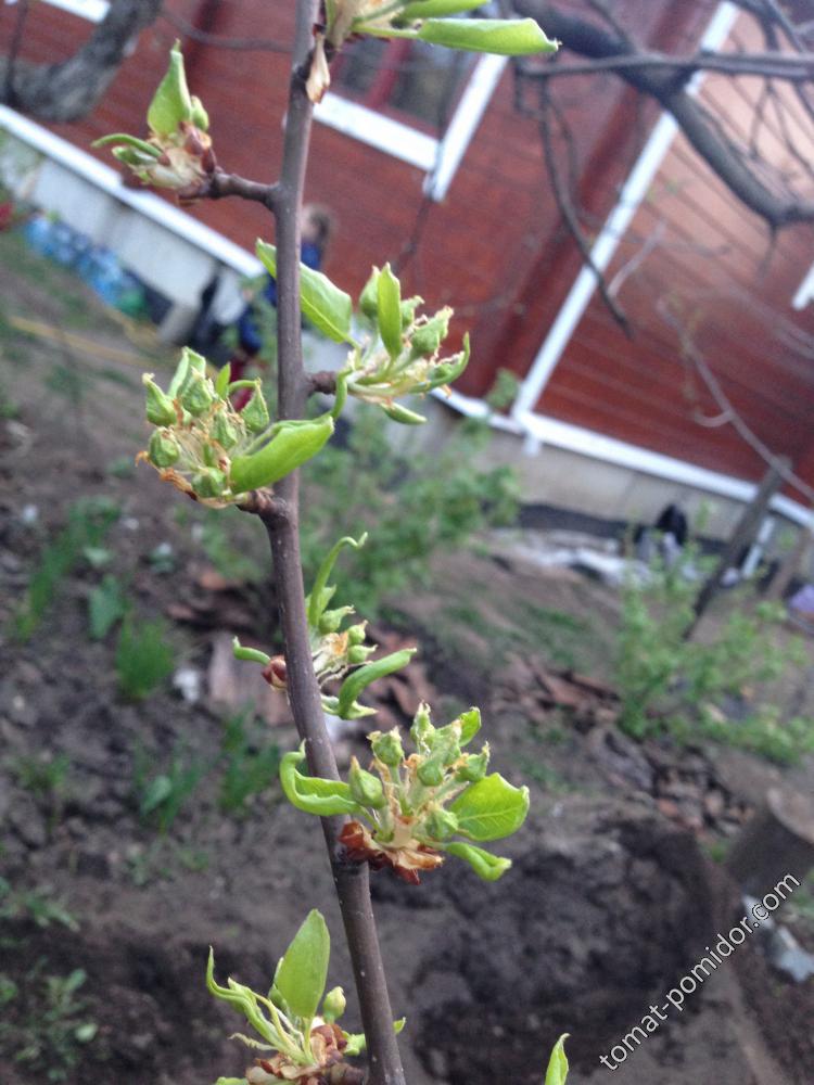 Бутоны на груше, 01.05.2017