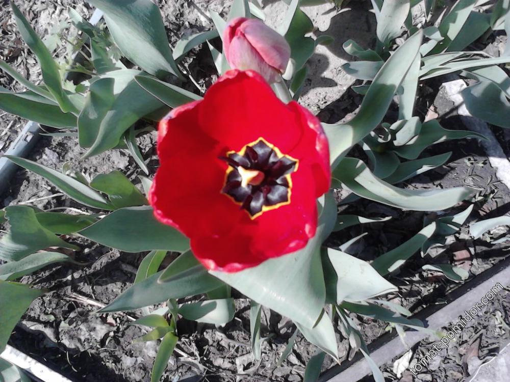 Весна,тюльпаны)