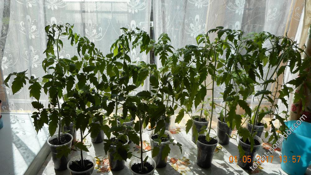 томаты первого посева