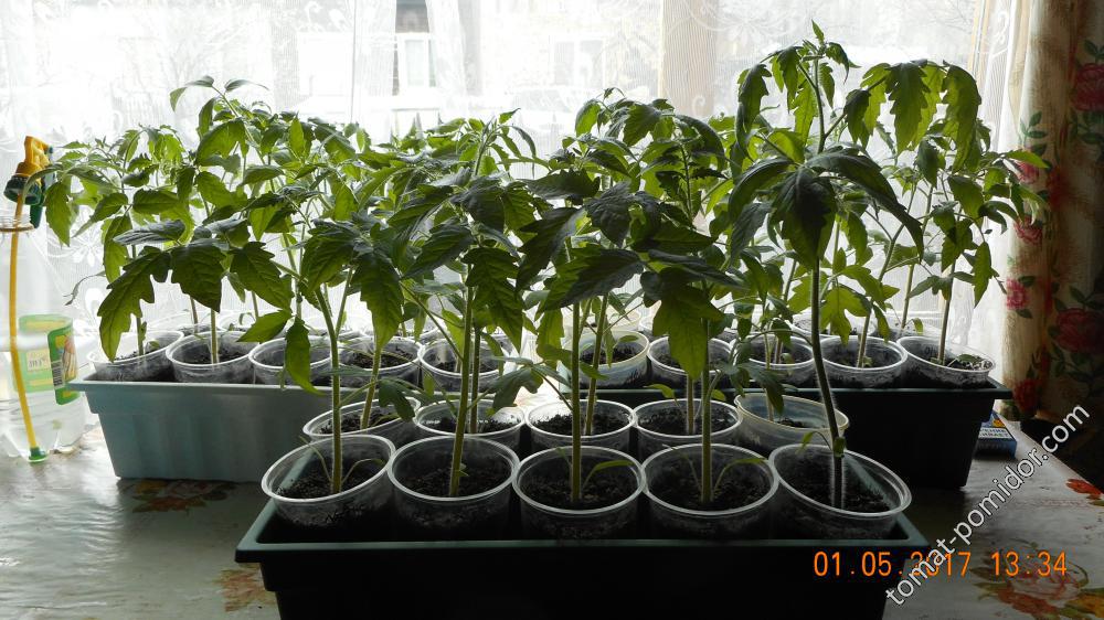 томаты второго посева 31.03.17