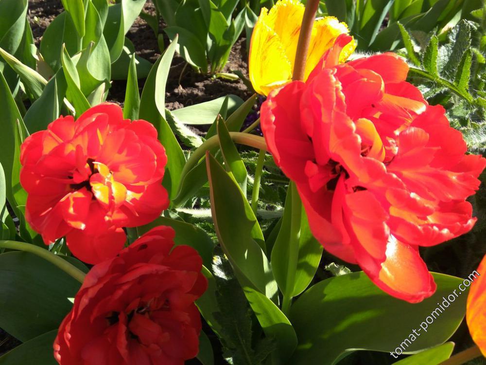 Махровые красные тюльпаны