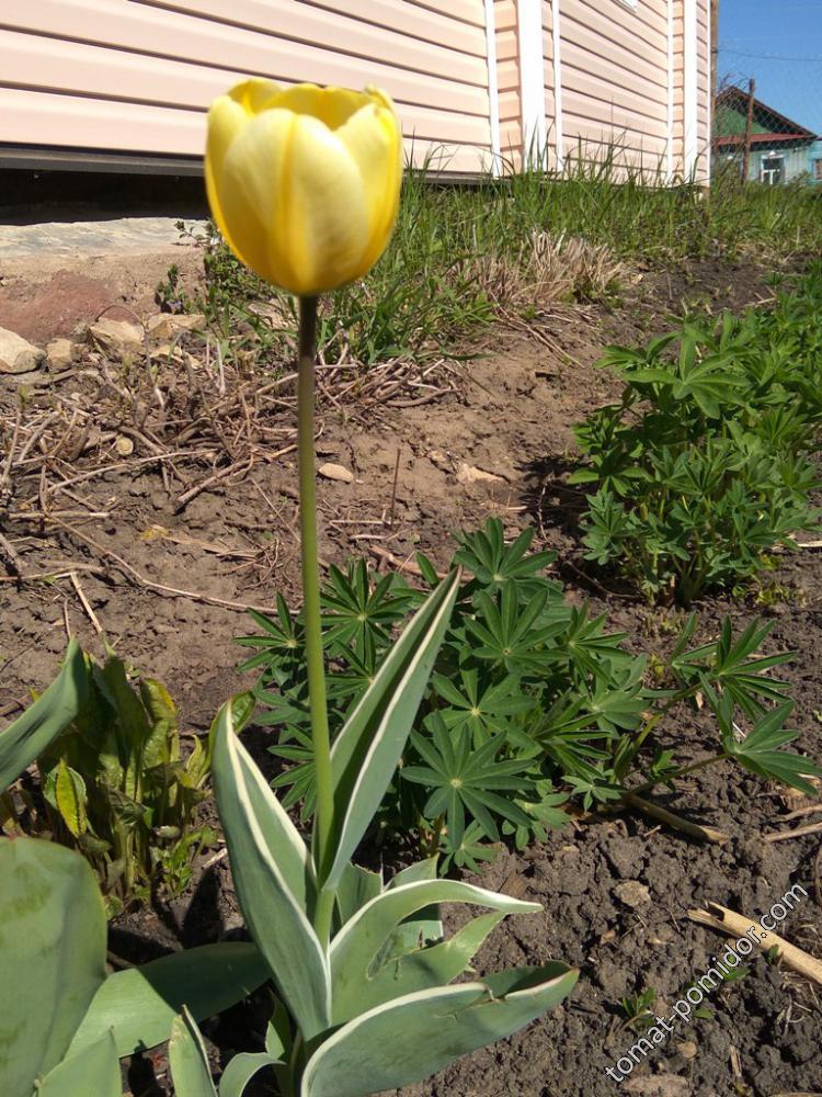 Другой желтый тюльпан