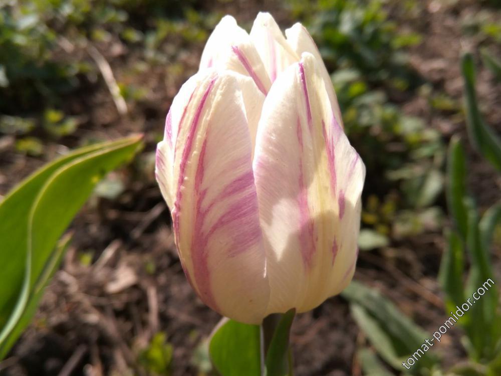 Пестрый бело-сиреневый тюльпан
