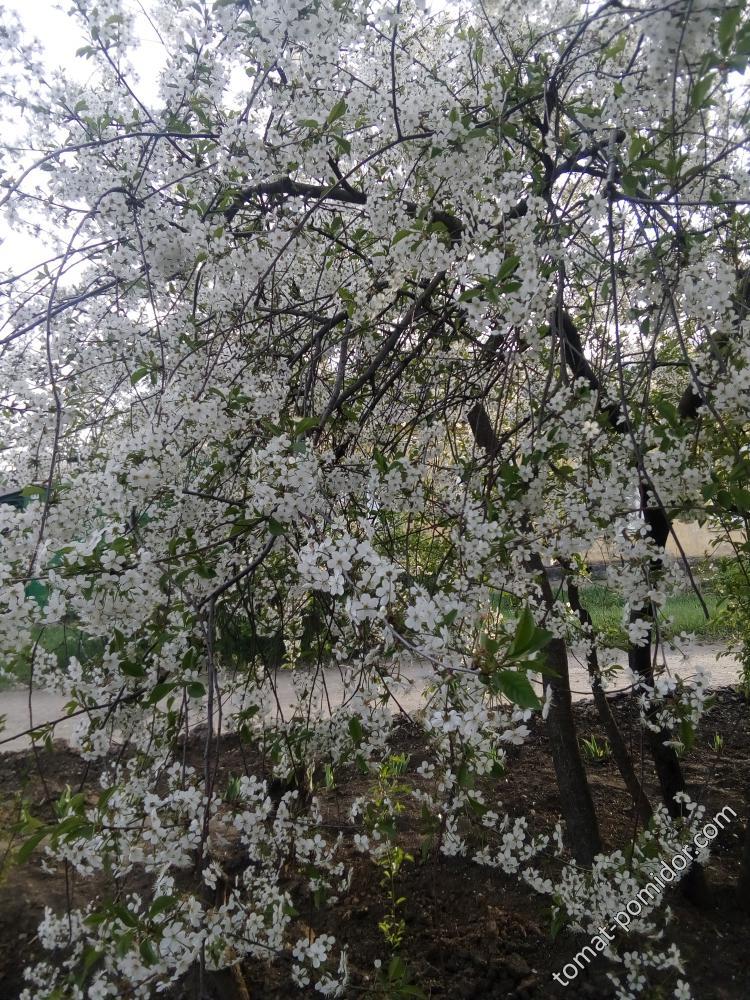 Цветёт Владимирская вишня.
