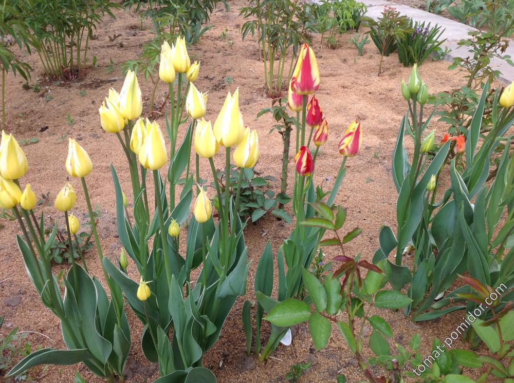 Многоцветковый тюльпаны