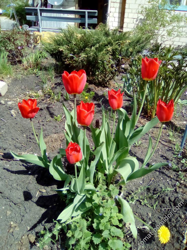 "Бабушкины" тюльпаны