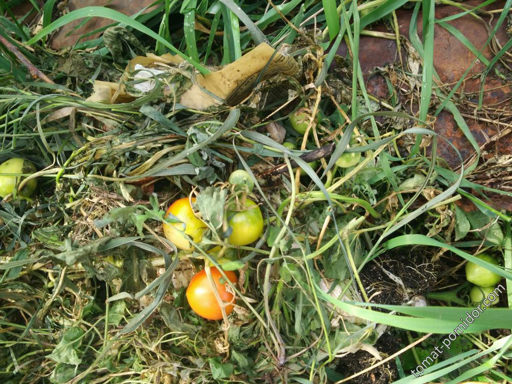 Зреют "гербицидные" томаты