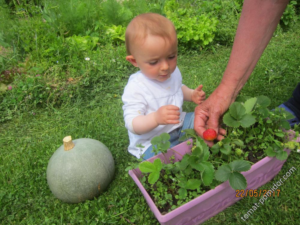 Первая клубничка