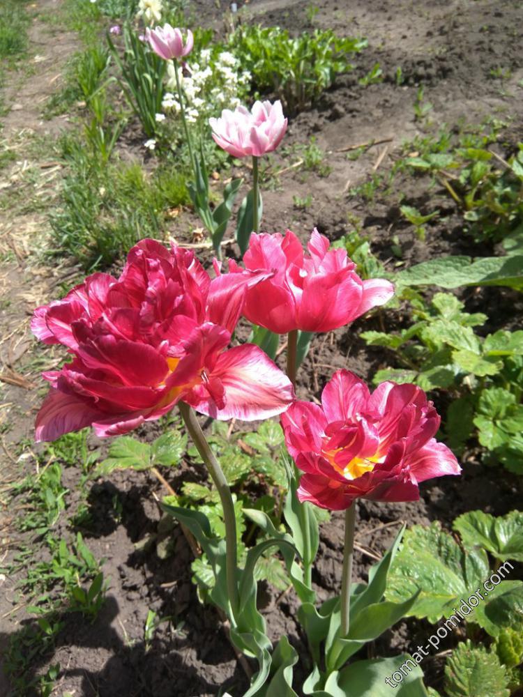 Махровые розово-лиловые
