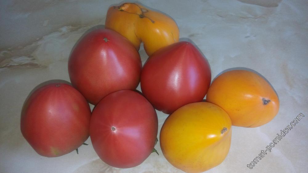 помидоры январского посева: Мазарини, Коловый, Сердце Ашхабада