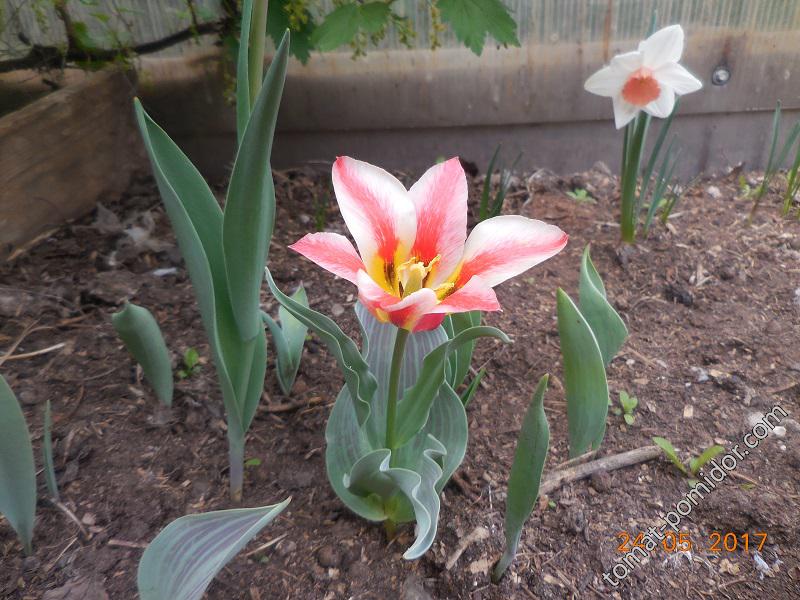 Карликовый тюльпан