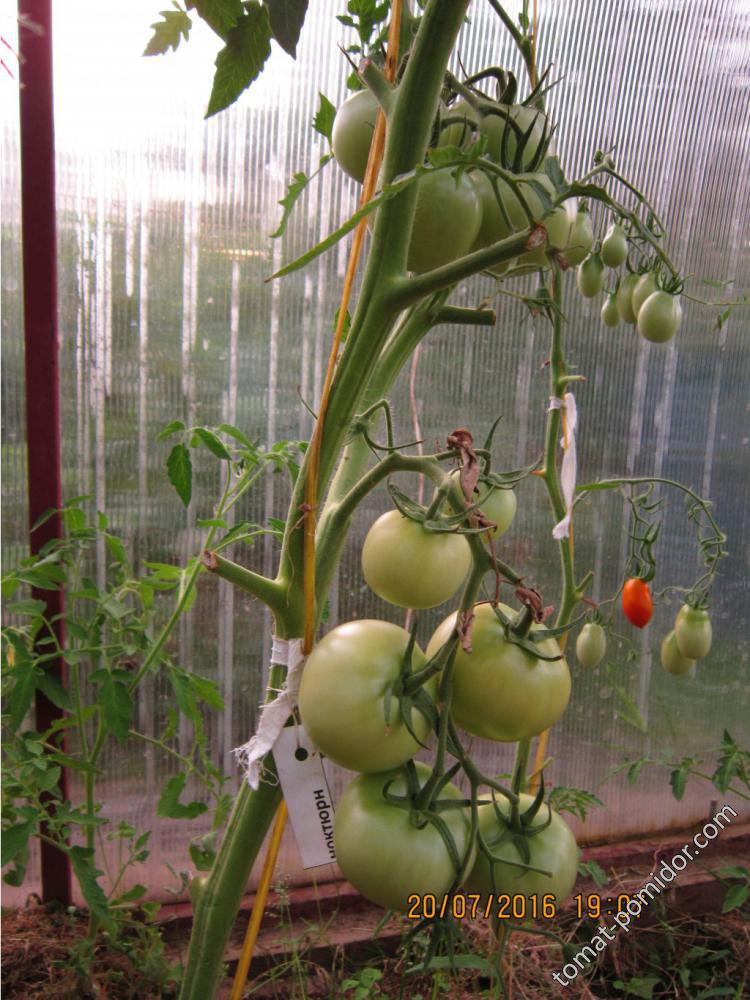 подвязанный томат