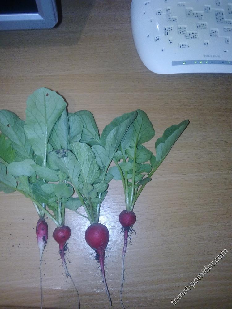 Черриет и Французский завтрак. Не утерпела и сорвала.