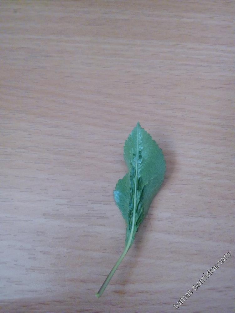 Что это за листочки на листе вишни?