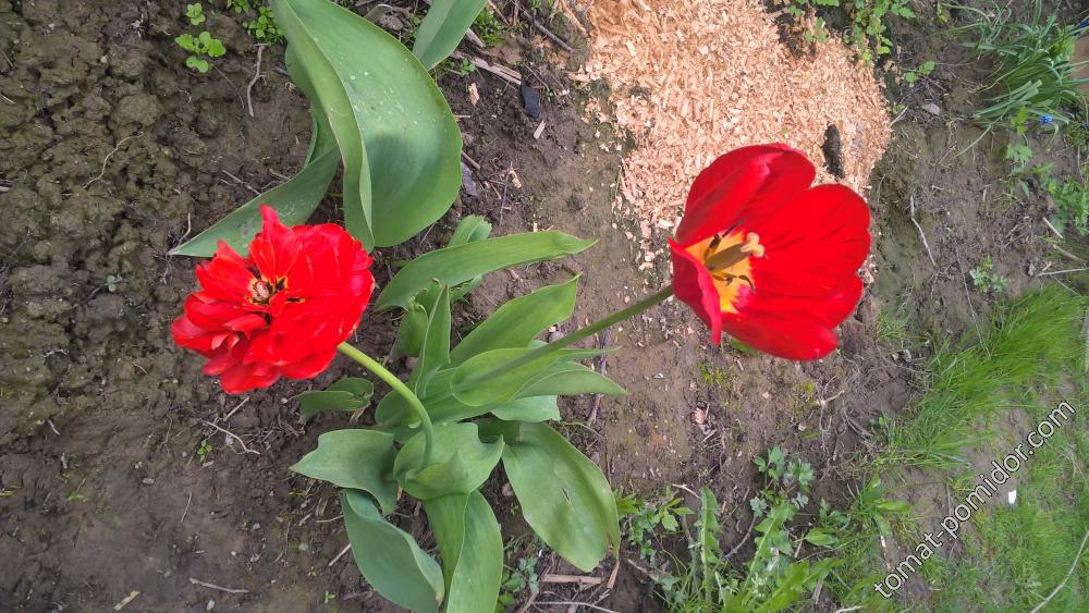 Наконец-то расцвели тюльпаны.26.05.2017