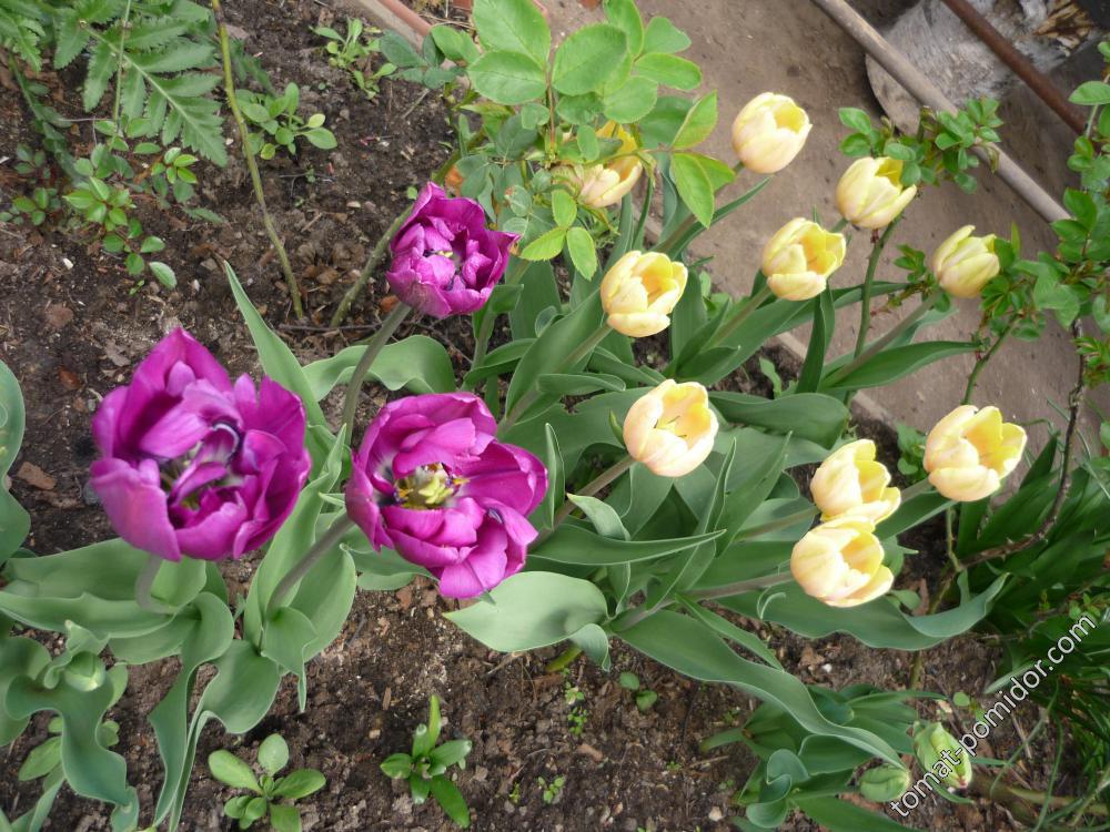 цветение тюльпанов