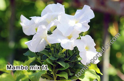 Белая петуния Mambo mix f1