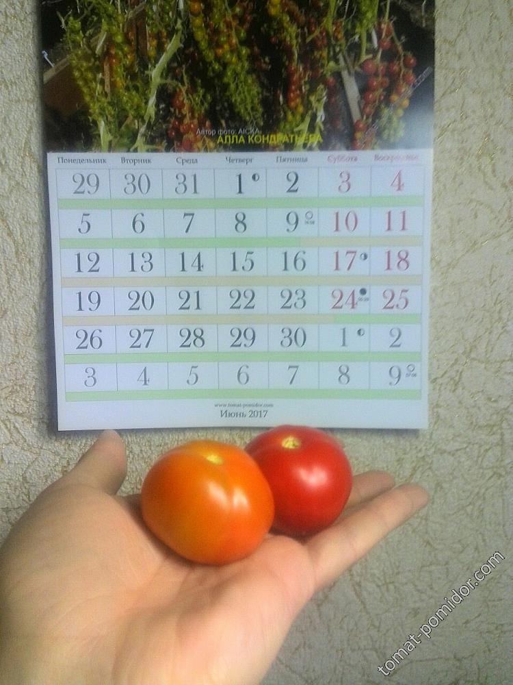2 и 3 помидорки Июньского