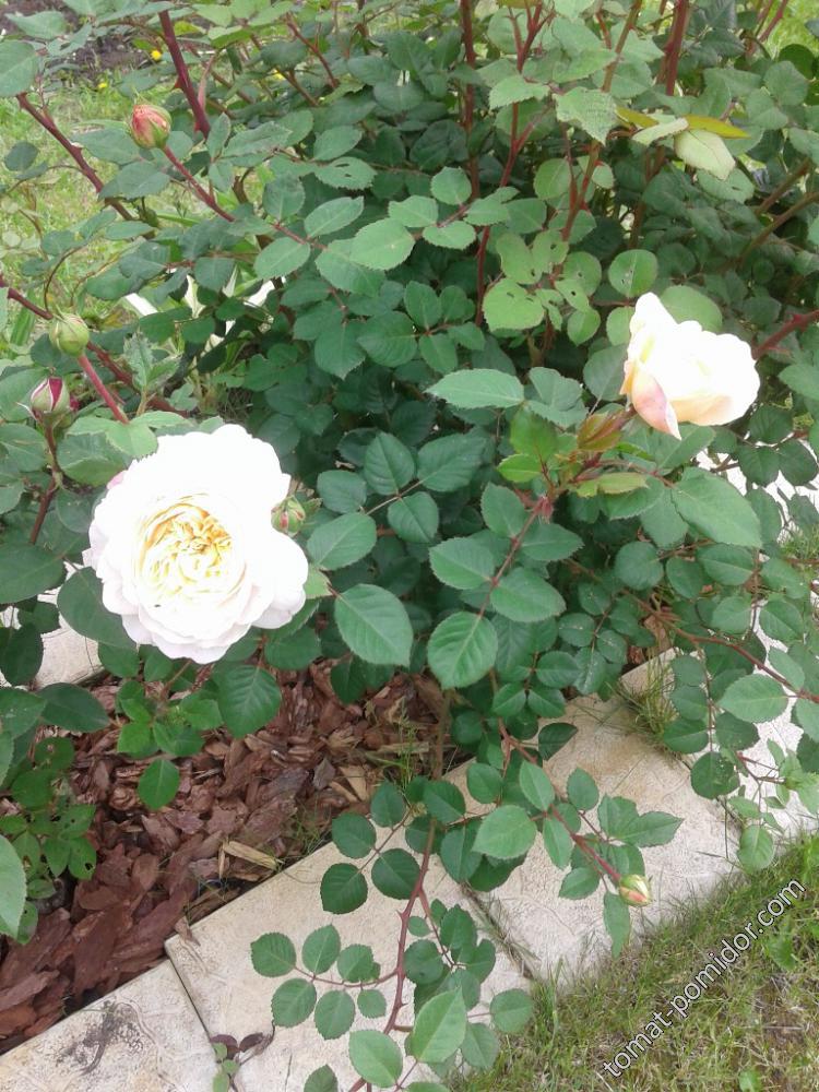 роза Крокус