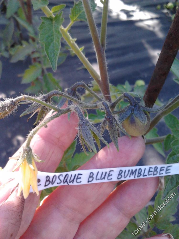 Bosque Blue Bumblebee