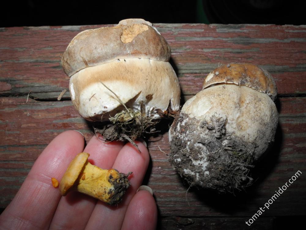 17 июня-найдены первые грибы:)