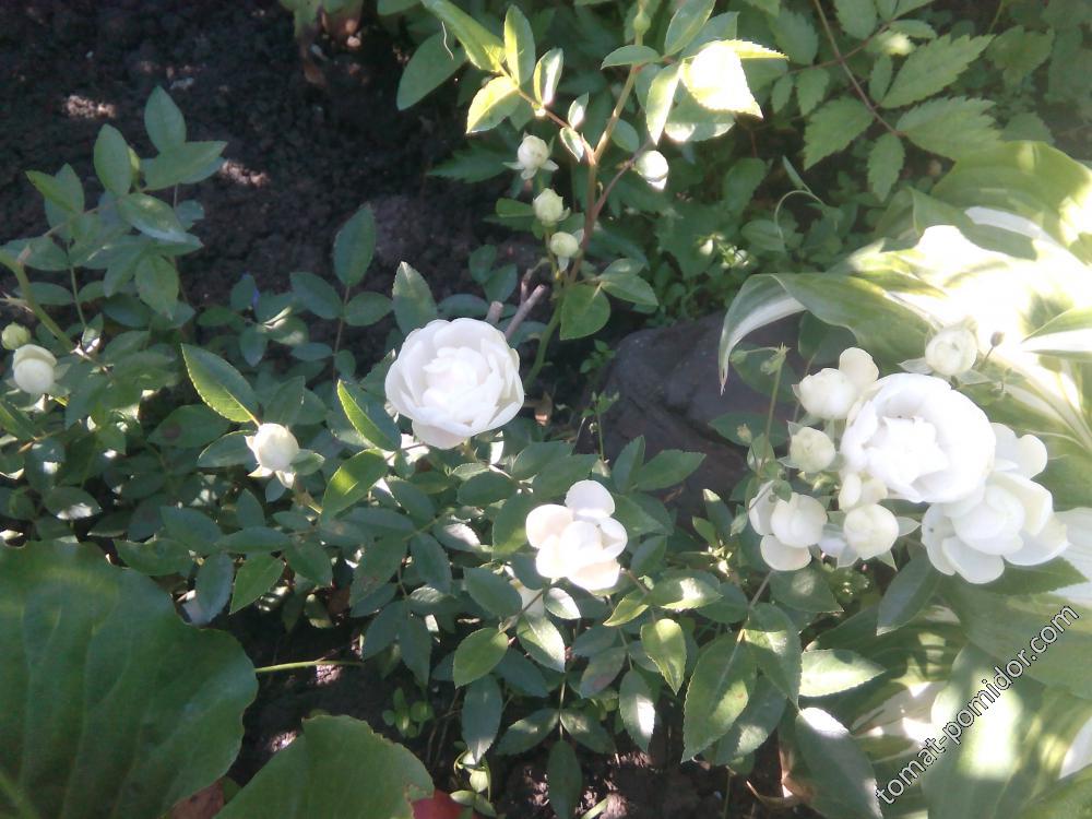 Роза помпонелла белая