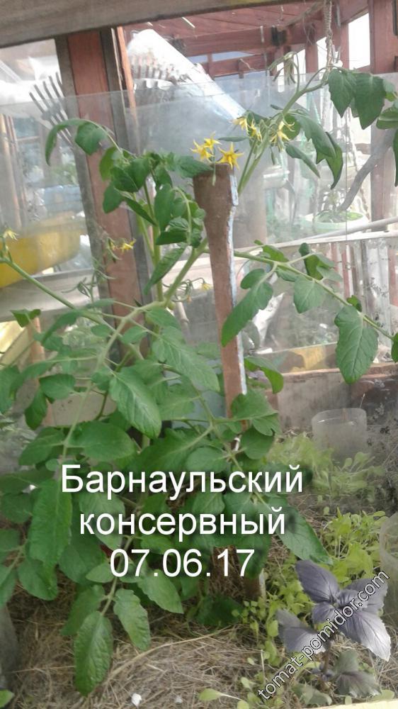 Барнаульский консервный (2)