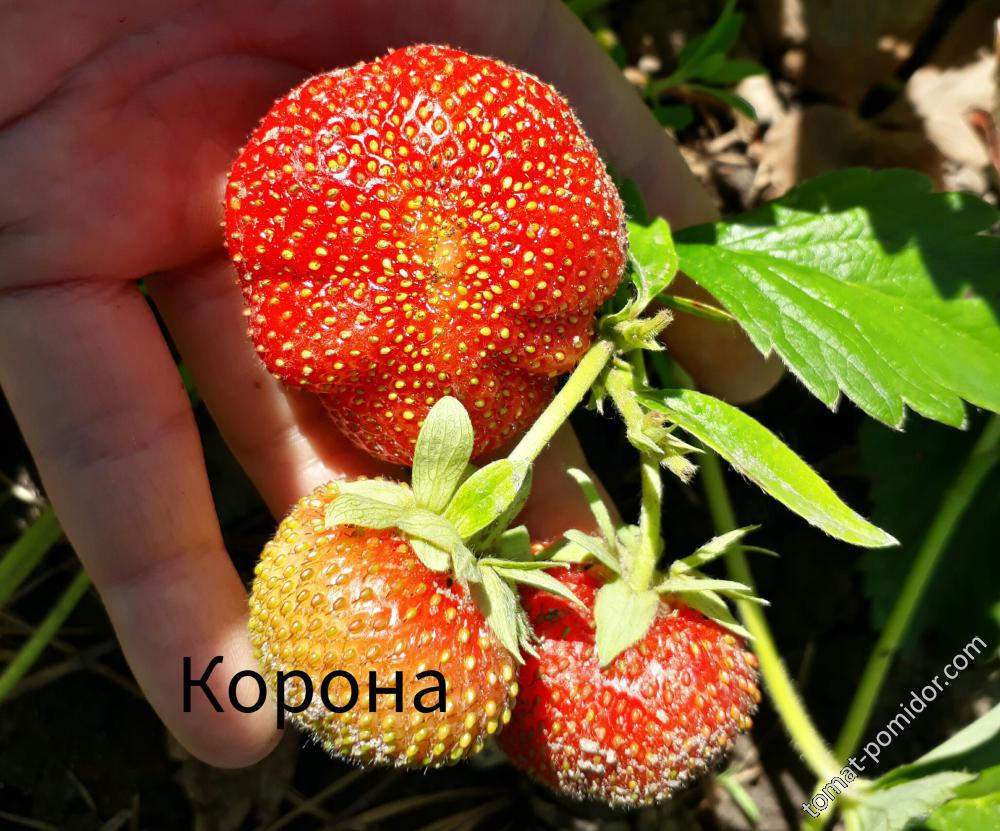 Сорт