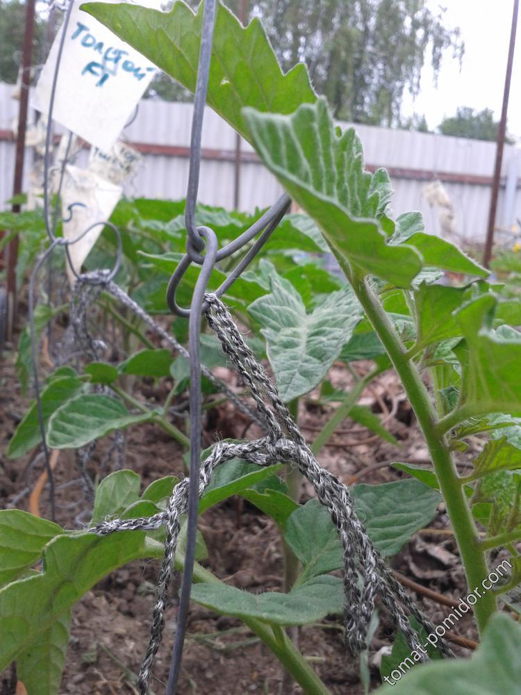 подвязка томата к заготовкам из мягкой проволоки с колечками.