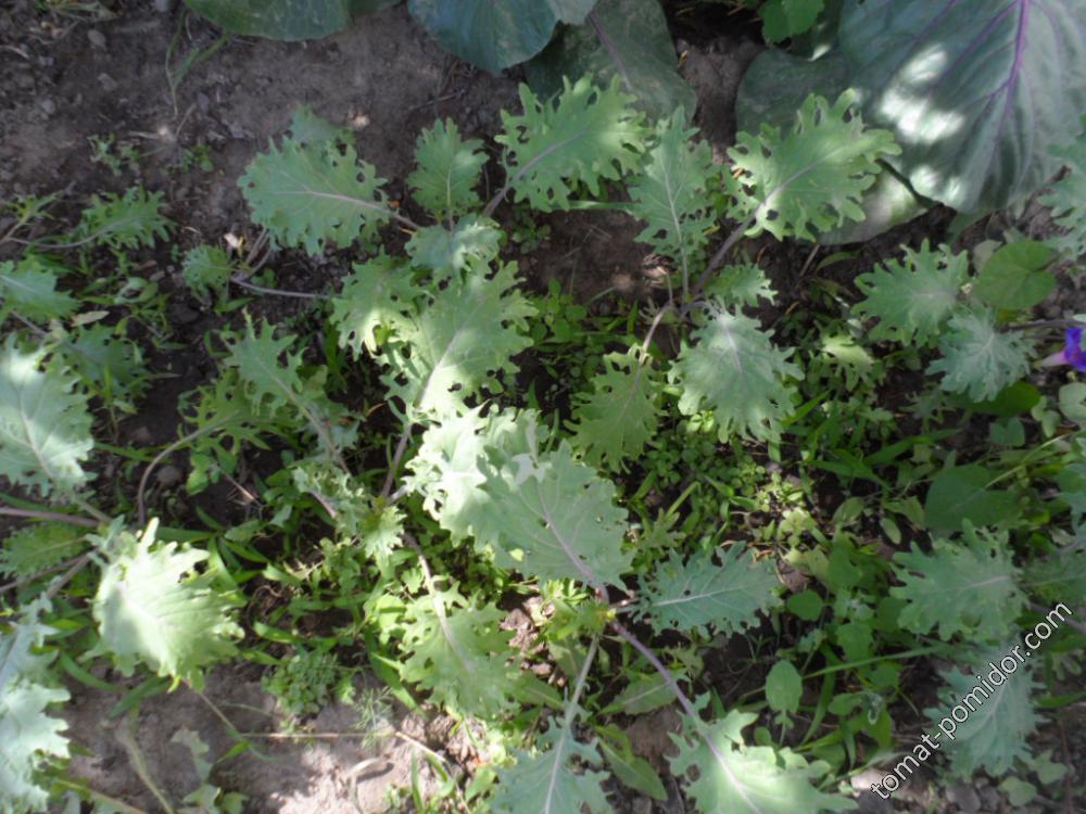 Red Russian Kale