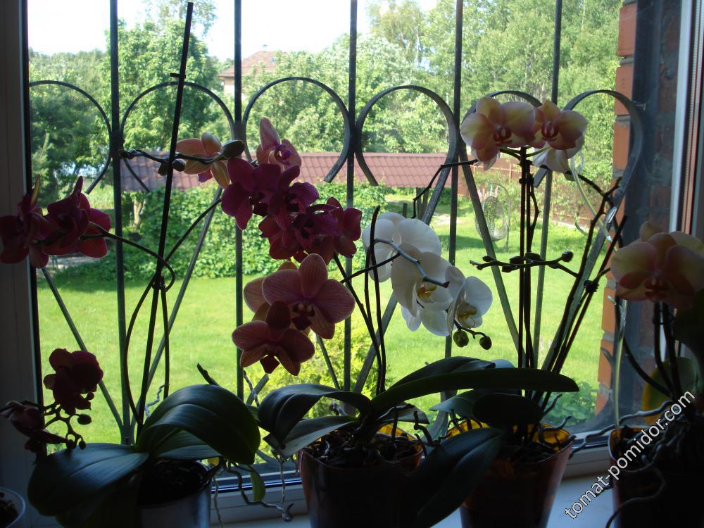 орхидейки