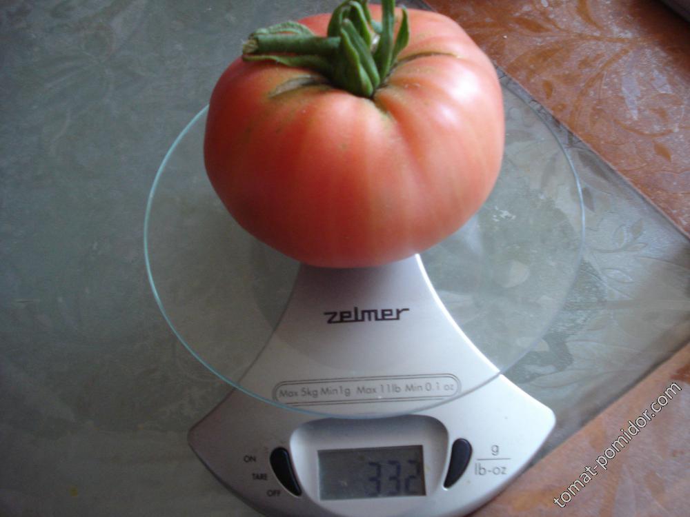 вторая крупная помидора, первую съели не взвешивая
