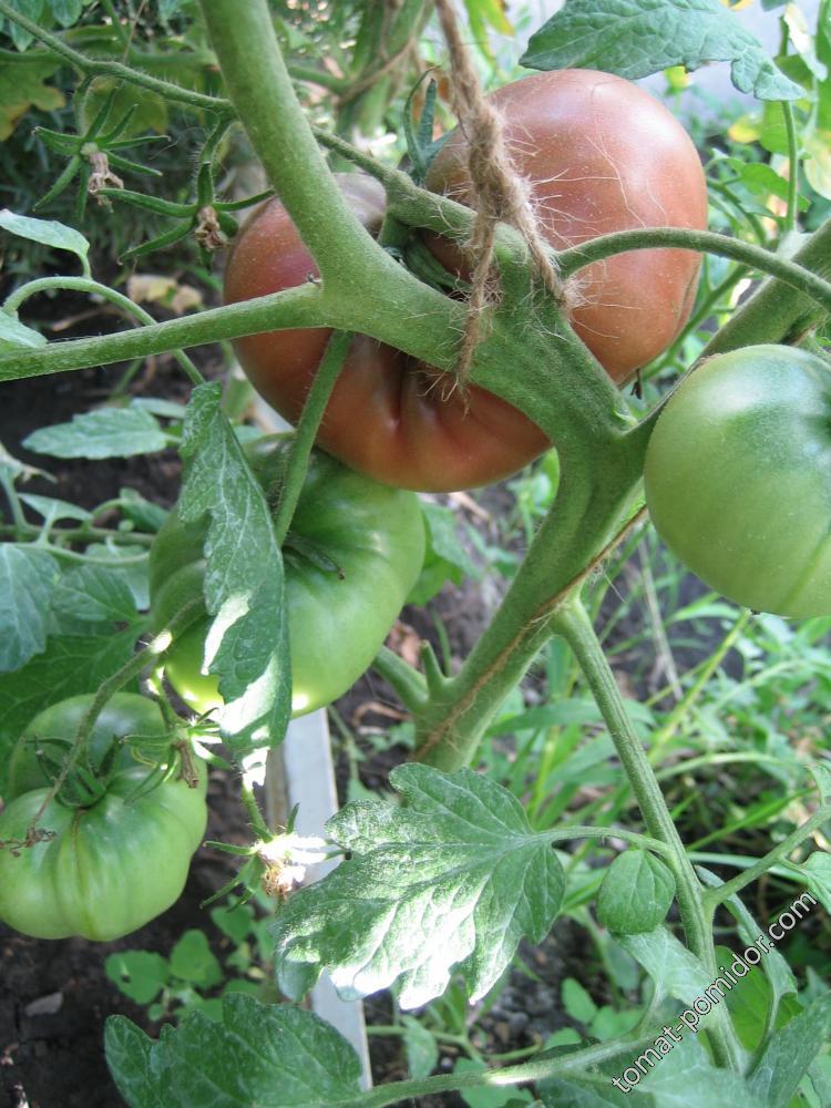 Chocolate Beefsteak